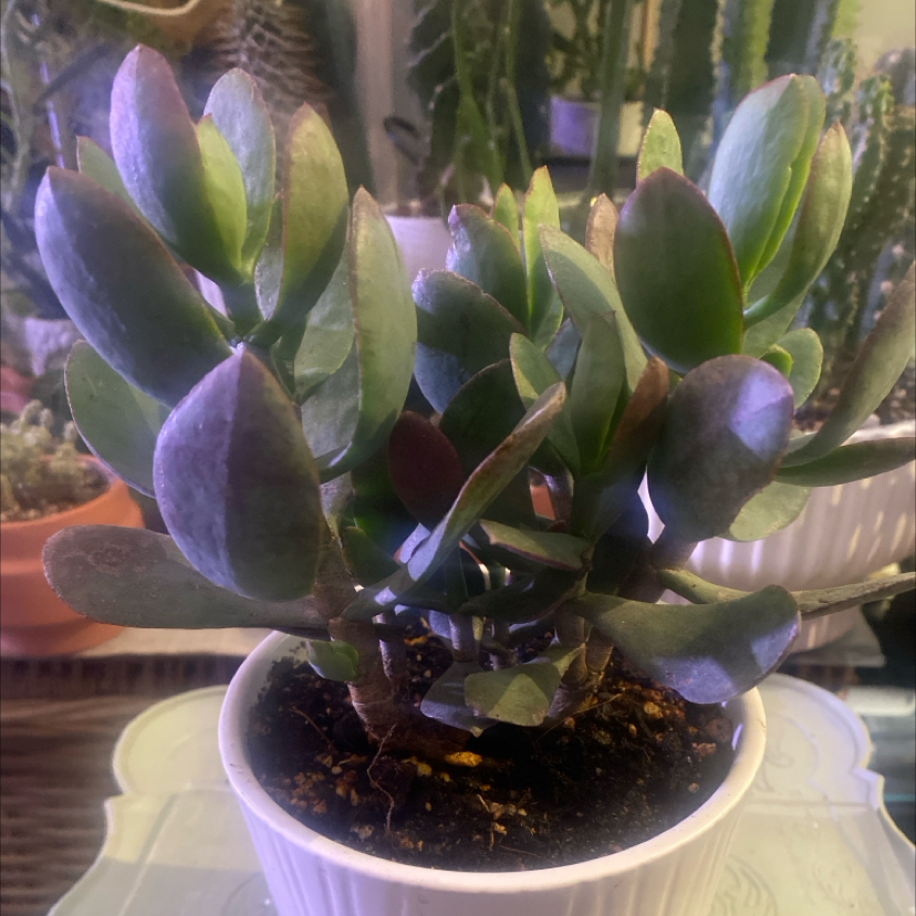 Photo of the plant species Crassula Blue Bird by @PioneerRutabaga named Crassula ‘BlueBird’ on Greg, the plant care app