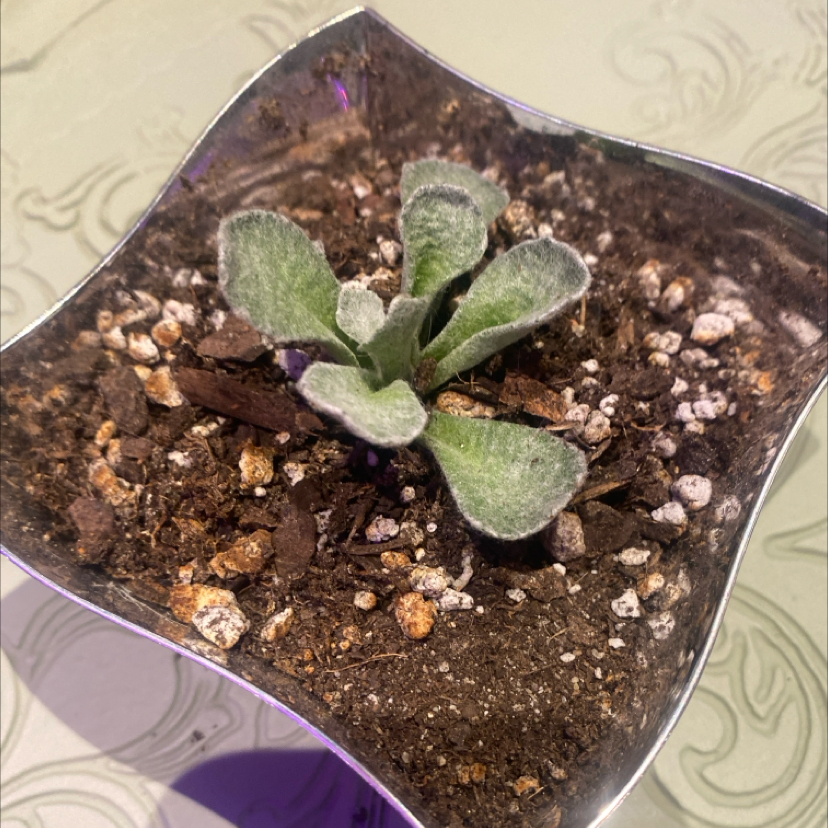 Photo of the plant species Addoensis by @PioneerRutabaga named Senecio Scaposus Var. Addoensis - Addoensis on Greg, the plant care app