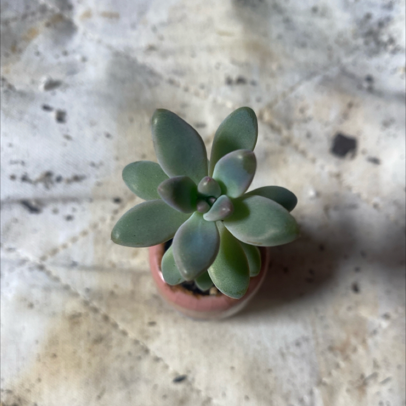 Photo of the plant species Graptopetalum mendozae by @PioneerRutabaga named Graptopetalum ‘Mendozae’ on Greg, the plant care app