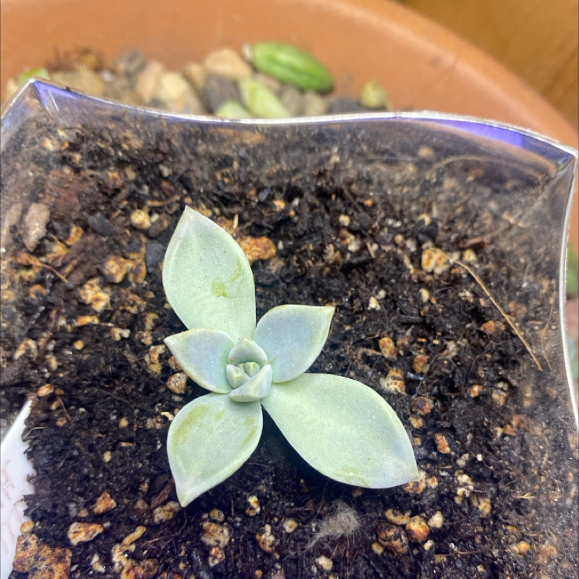 Photo of the plant species Graptopetalum Paraguayense Peach by @PioneerRutabaga named Graptopetalum Paraguayense ‘Peach’ on Greg, the plant care app