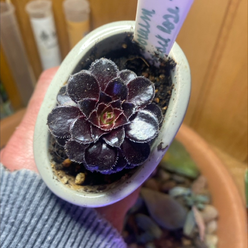 Photo of the plant species Black Rose by @PioneerRutabaga named Aeonium ‘Black Rose’ on Greg, the plant care app