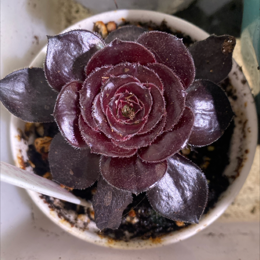 Photo of the plant species Giant Red Aeonium by @PioneerRutabaga named Aeonium ‘Giant Red’ on Greg, the plant care app