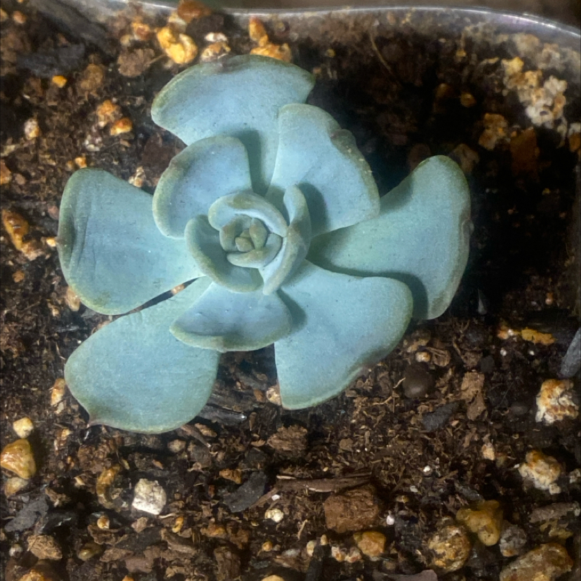 Photo of the plant species Echeveria Blue Topaz by @PioneerRutabaga named Echeveria ‘Blue Topaz’ on Greg, the plant care app