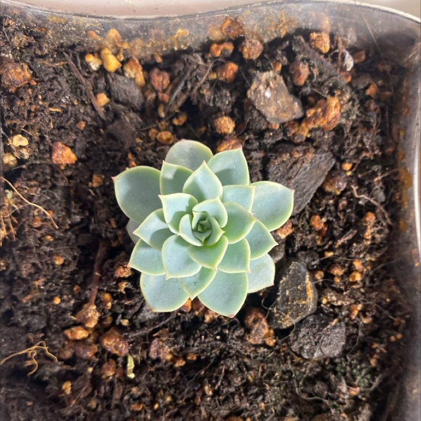 Photo of the plant species Echeveria 'Grande Cinza' by @PioneerRutabaga named Echeveria ‘Grande Cinza’ on Greg, the plant care app