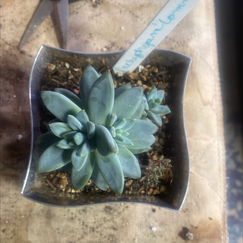 Photo of the plant species Pachyphytum compactum f. cristata by @PioneerRutabaga named Pachyphytum Compactum F. Cristata on Greg, the plant care app