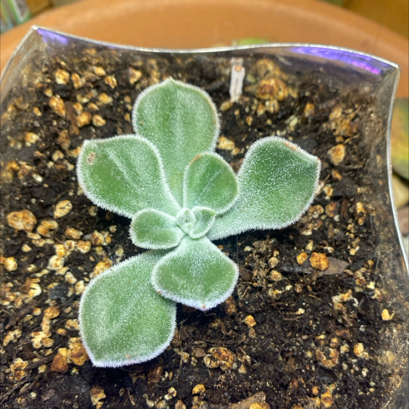 Photo of the plant species Crested Frosty Echeveria by @PioneerRutabaga named Echeveria ‘Crested Frosty’ on Greg, the plant care app