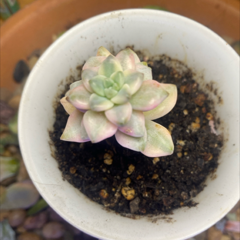 Photo of the plant species Graptopetalum 'Ghosty' by @PioneerRutabaga named Graptopetalum ‘Ghosty’ on Greg, the plant care app