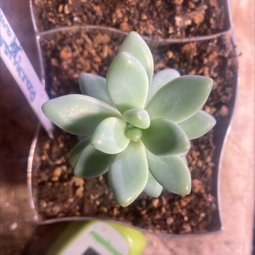 Photo of the plant species Pachyphytum cuicatecanum by @PioneerRutabaga named Pachyphytum Cuicatecanum on Greg, the plant care app