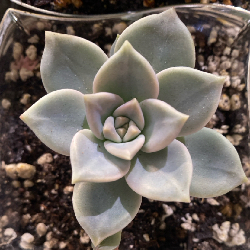 Photo of the plant species echeveria agavoides frank reinelt by @PioneerRutabaga named Echeveria ‘Frank Reinelt’ on Greg, the plant care app