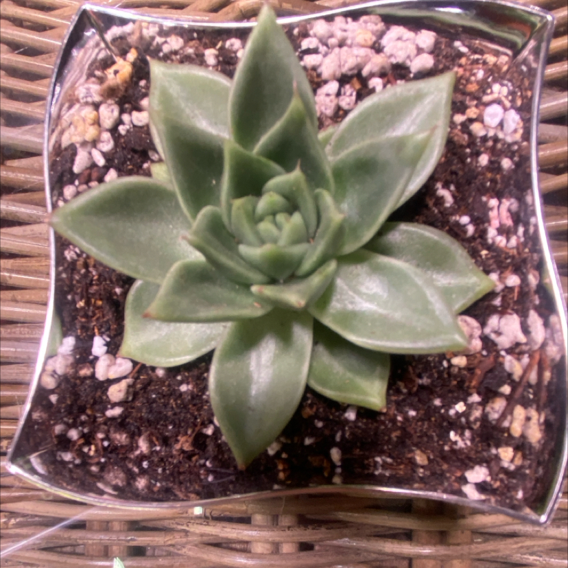 Photo of the plant species Echeveria Fire Pillar by @PioneerRutabaga named Echeveria ‘Fire Pillar’ on Greg, the plant care app