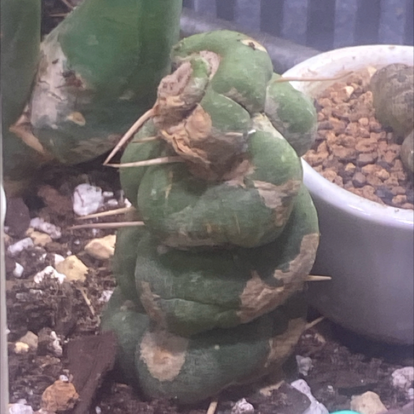 Photo of the plant species Twisted Eulychnia by @PioneerRutabaga named Cactus - Eulychnia Twisted - unicorn cactus on Greg, the plant care app