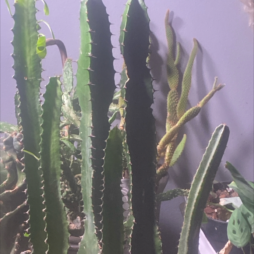 Photo of the plant species Euphorbia triangolensis by @PioneerRutabaga named Cactus - Euphorbia Triangolensis on Greg, the plant care app