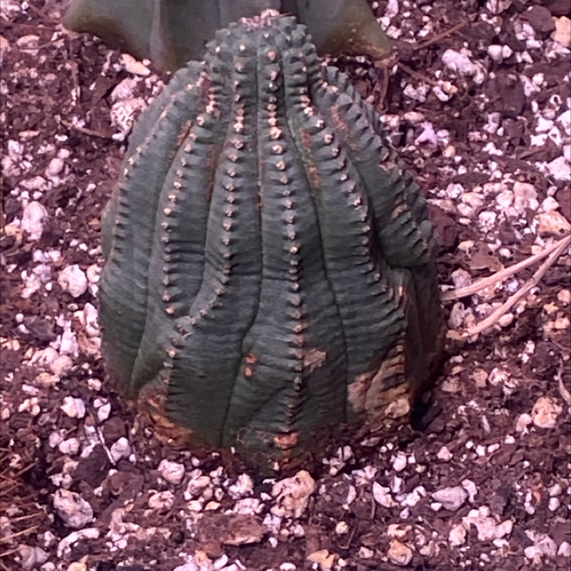 Photo of the plant species Baseball Plant Hybrid by @PioneerRutabaga named Cactus - Euphoria Obesa Hybrid ‘Baseball Plant’ on Greg, the plant care app