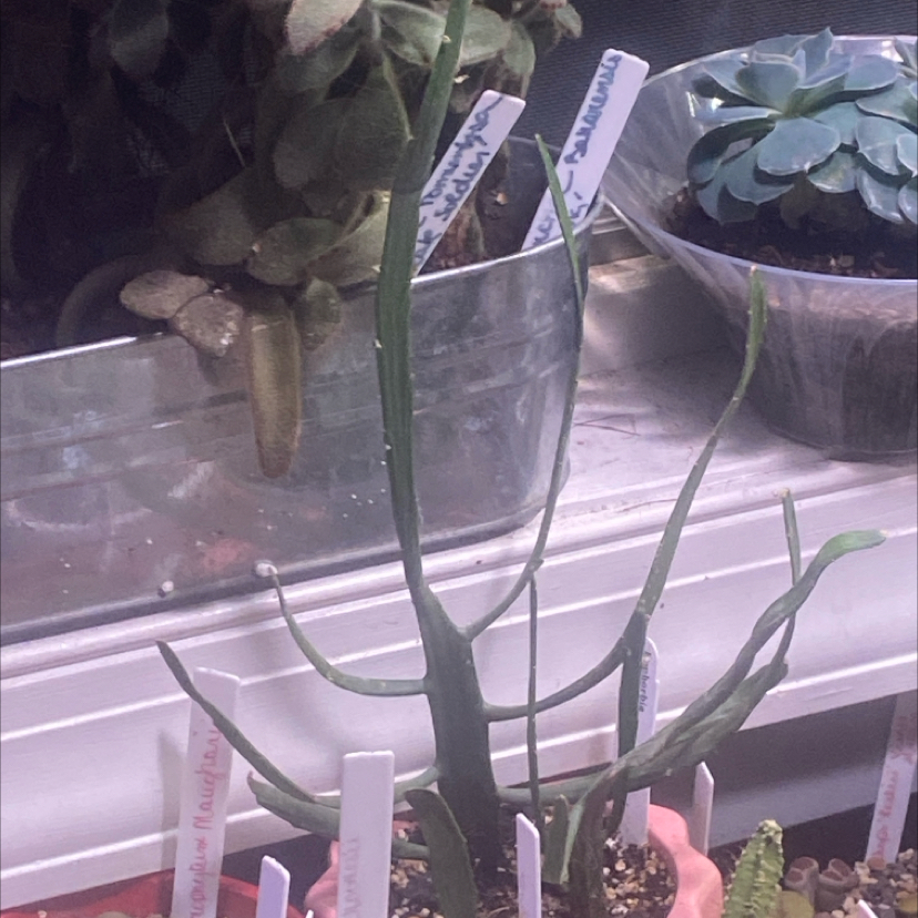 Photo of the plant species Euphorbia xylophylloides by @PioneerRutabaga named Cactus - Euphorbia Xylophylloides on Greg, the plant care app