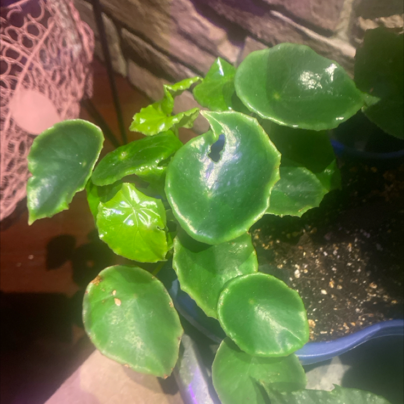 Photo of the plant species Begonia lyniceorum by @PioneerRutabaga named Begonia ‘Lyniceorum’ on Greg, the plant care app