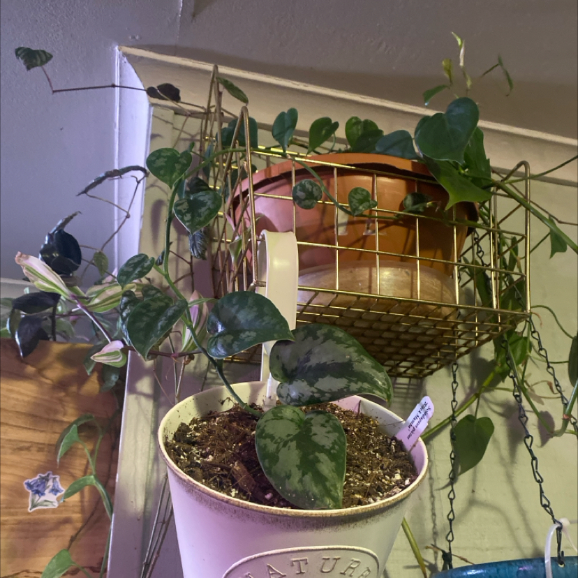 Photo of the plant species Scindapsus 'Black Mamba' by @PioneerRutabaga named Scindapsus ‘Black Mamba’ on Greg, the plant care app