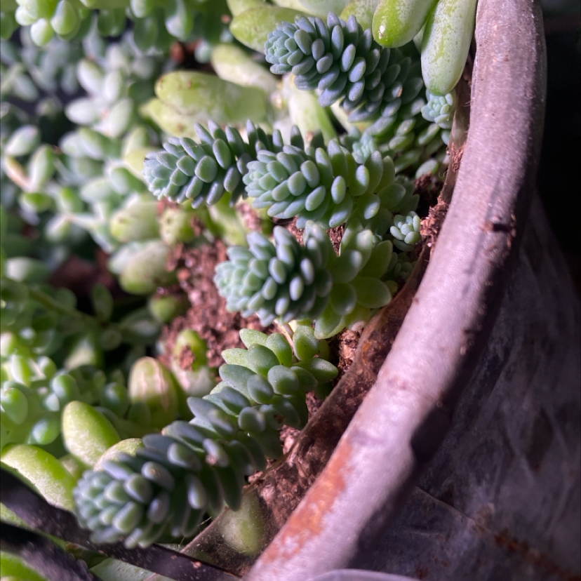 Photo of the plant species Blue Tears Sedum by @PioneerRutabaga named Sedum ‘Blue Tears’ on Greg, the plant care app