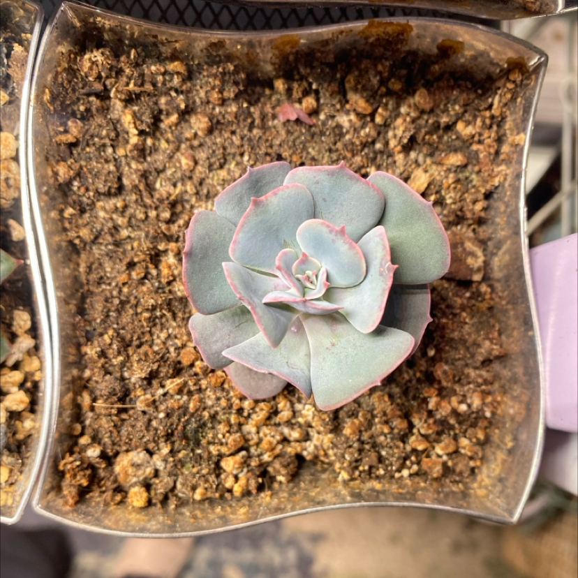 Photo of the plant species Echeveria 'Muesli' by @PioneerRutabaga named Echeveria ‘Muesli’ on Greg, the plant care app