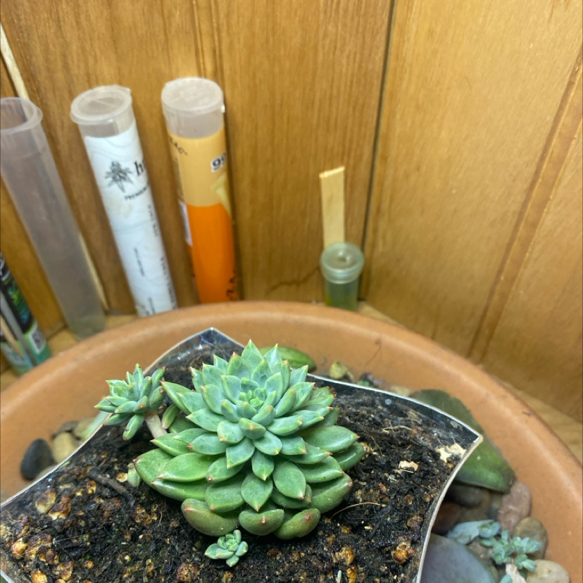 Photo of the plant species Succulent by @PioneerRutabaga named Graptoveria ‘Bashful’ on Greg, the plant care app