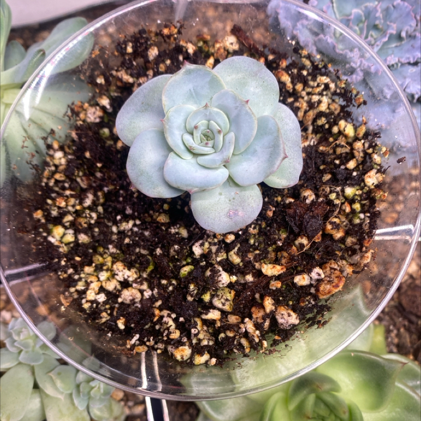 Photo of the plant species Pachyveria 'Orpet' by @PioneerRutabaga named Pachyveria ‘Orpet’ on Greg, the plant care app