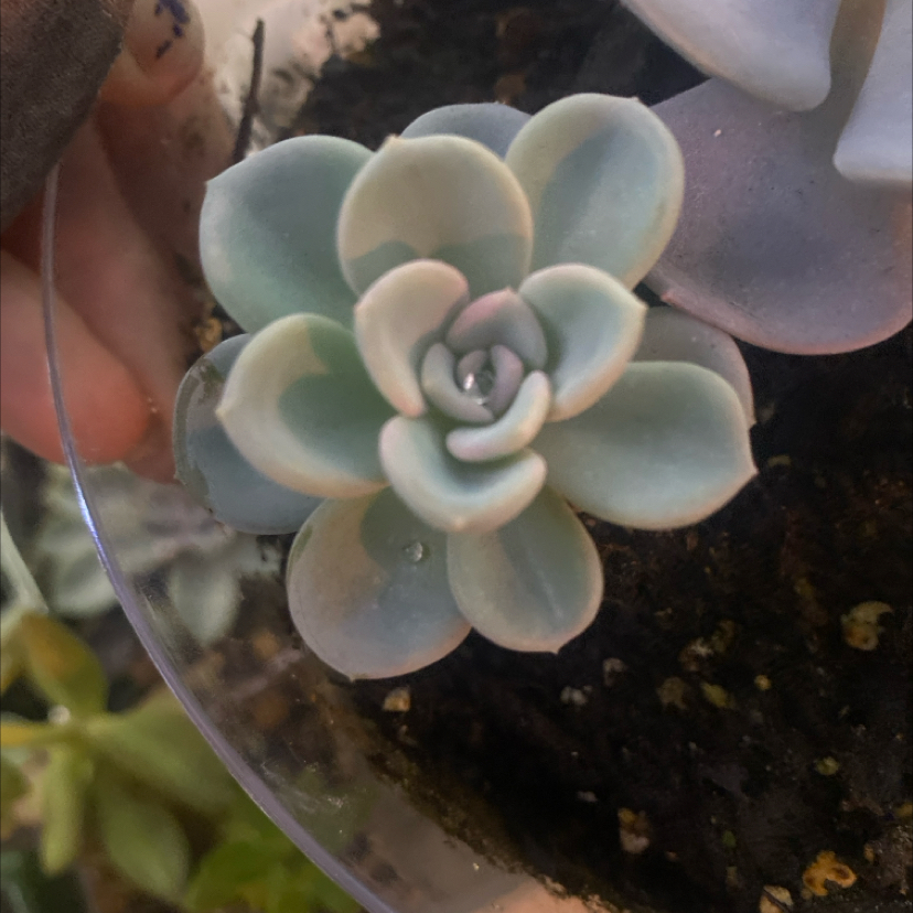 Photo of the plant species Peaches and Cream by @PioneerRutabaga named Echeveria ‘Atlantis’ ‘Peaches and Cream’ on Greg, the plant care app