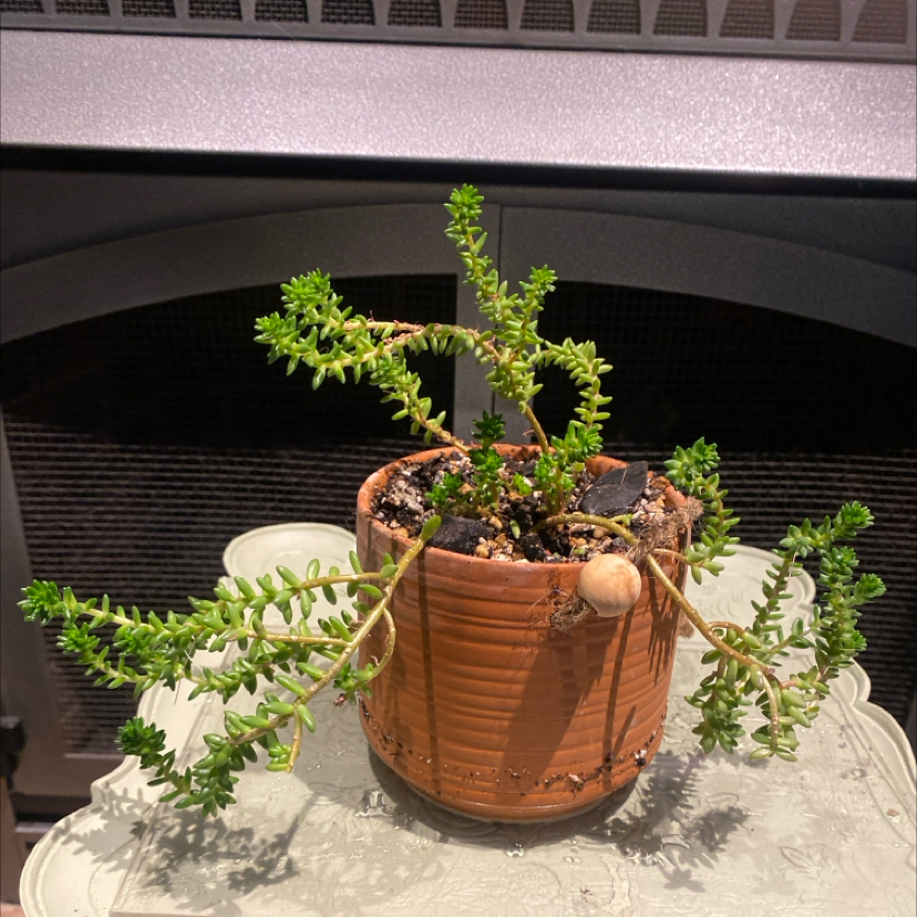 Photo of the plant species Spiral Staircase by @PioneerRutabaga named Sedum Spiral Staircase on Greg, the plant care app