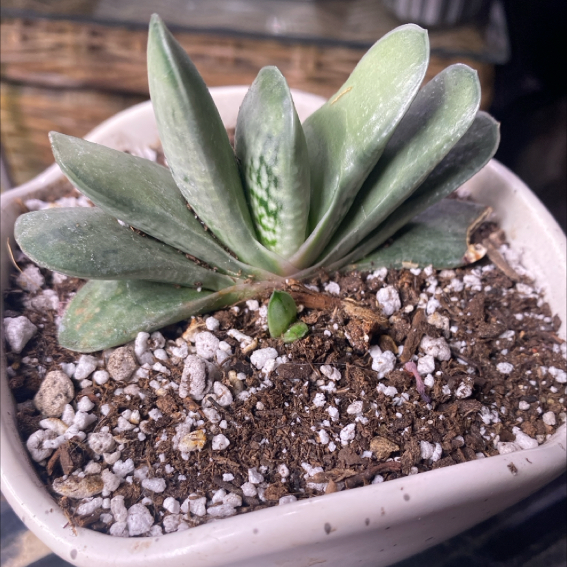 Photo of the plant species Flat-leaf Gasteria by @PioneerRutabaga named Gasteria Flat-Leaf on Greg, the plant care app