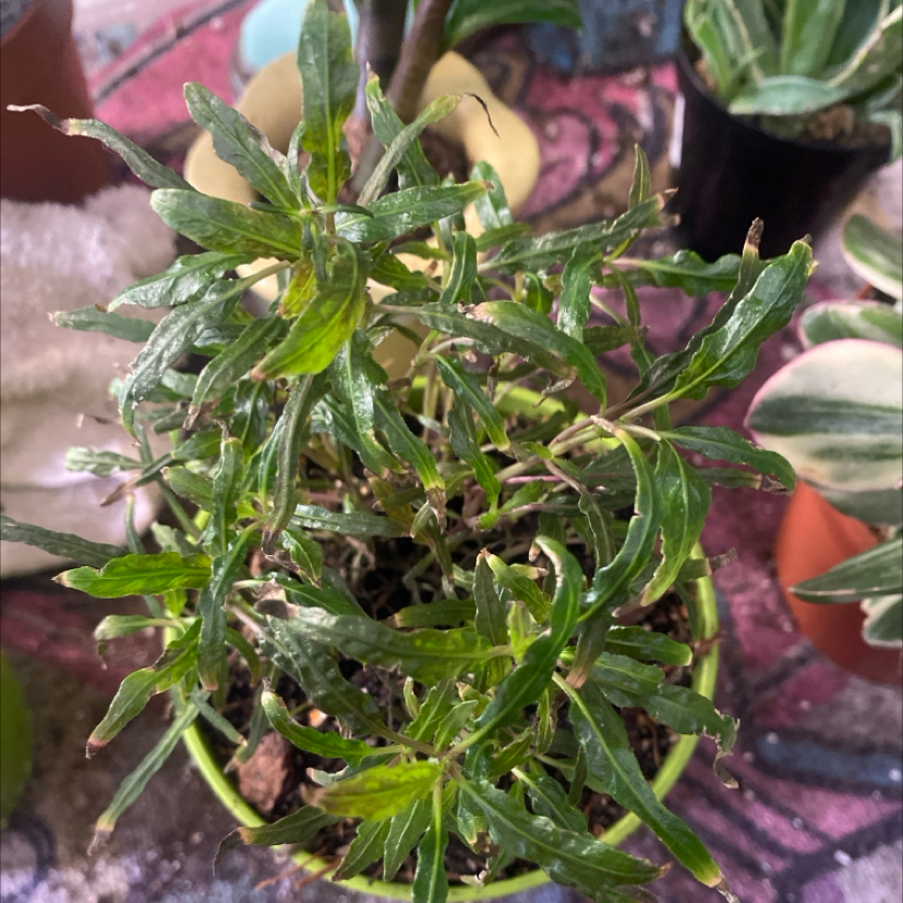 Photo of the plant species Dragons tounge by @PioneerRutabaga named Dragons Tongue on Greg, the plant care app