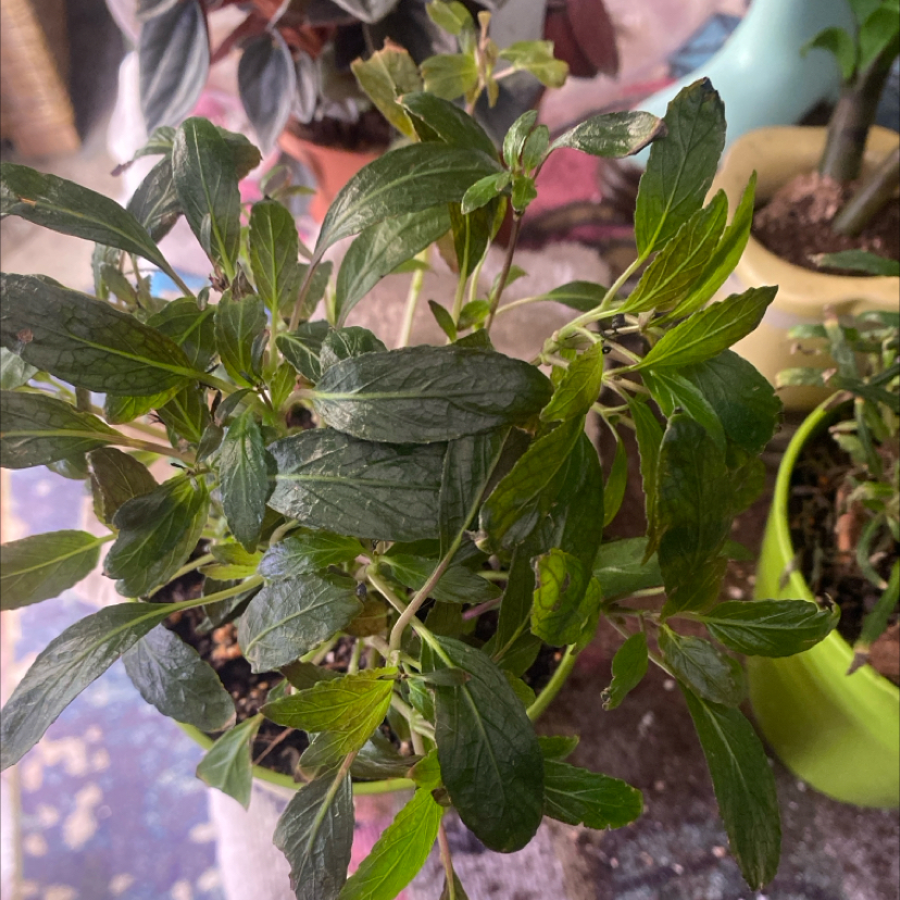 Photo of the plant species Okinawa Spinach by @PioneerRutabaga named Okinawa Spinach on Greg, the plant care app