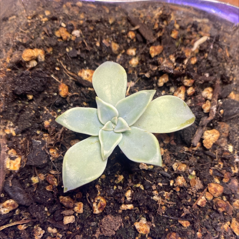 Photo of the plant species Graptopetalum 'Purple Haze' by @PioneerRutabaga named Graptopetalum ‘Purple Haze’ on Greg, the plant care app