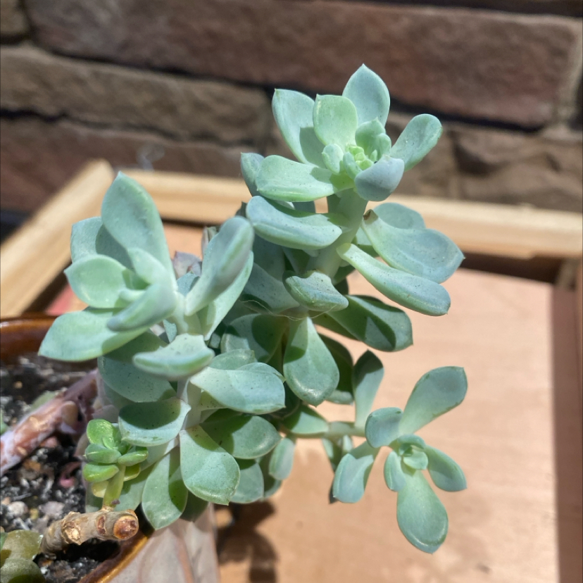 Photo of the plant species Echeveria 'Moonglow' by @PioneerRutabaga named Echeveria ‘Moonglow’ on Greg, the plant care app