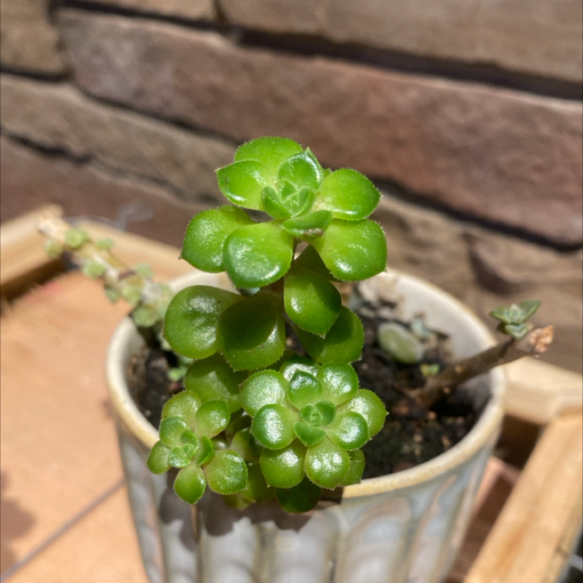 Photo of the plant species Sedeveria Rolly by @PioneerRutabaga named Sedeveria ‘Rolly’ on Greg, the plant care app
