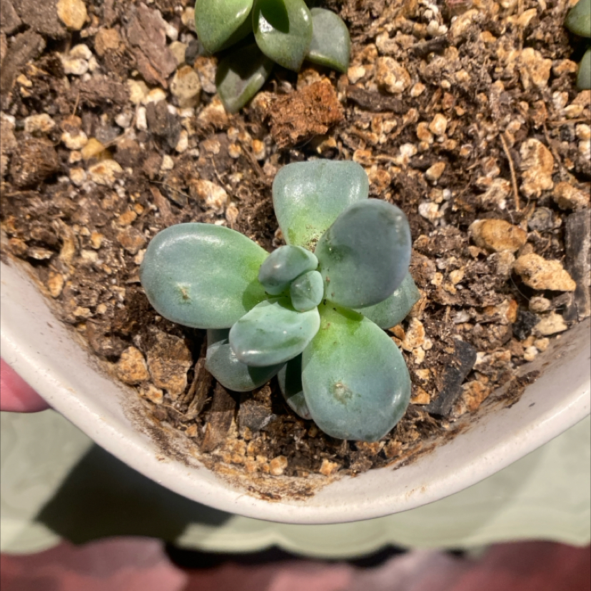 Photo of the plant species Graptosedum by @PioneerRutabaga named Graptosedum on Greg, the plant care app