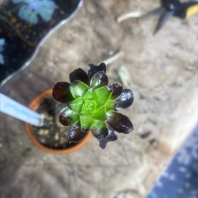 Photo of the plant species Phoenix Flame Aeonium by @PioneerRutabaga named Aeonium ‘Phoenix Flame’ on Greg, the plant care app