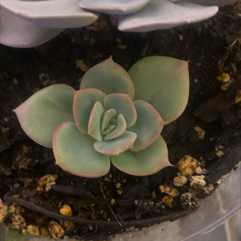 Photo of the plant species Tulip Echeveria by @PioneerRutabaga named Echeveria ‘Tulip’ on Greg, the plant care app