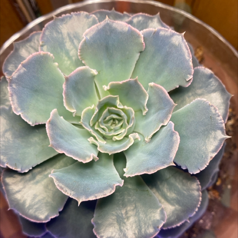 Photo of the plant species Blue Waves Echeveria by @PioneerRutabaga named Echeveria ‘Blue Waves’ on Greg, the plant care app