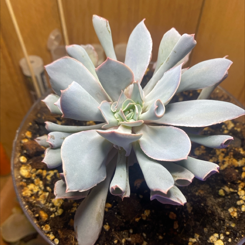 Photo of the plant species Echeveria ‘Trumpet Pinky’ by @PioneerRutabaga named Echeveria ‘Trimpit Pinky’ on Greg, the plant care app