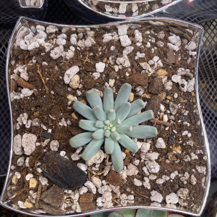 Photo of the plant species Echeveria Cante by @PioneerRutabaga named Echeveria ‘Cante’ on Greg, the plant care app