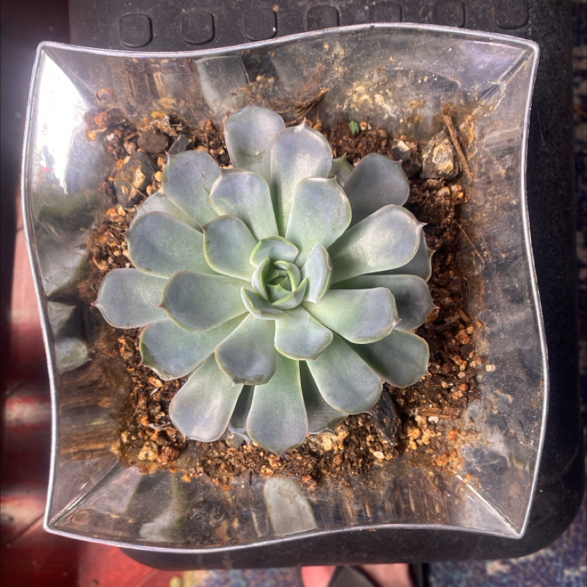 Photo of the plant species Echeveria 'Hercules' by @PioneerRutabaga named Echeveria ‘Hercules’ on Greg, the plant care app