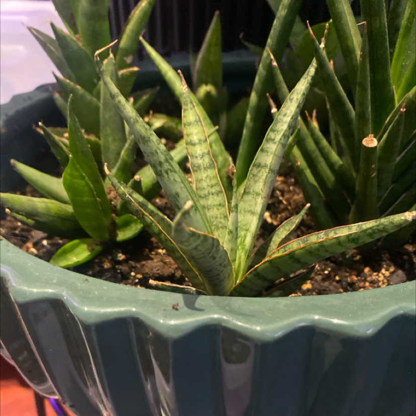 Photo of the plant species Tough Lady Snake Plant by @PioneerRutabaga named Dracaena ‘Tough Lady’ on Greg, the plant care app