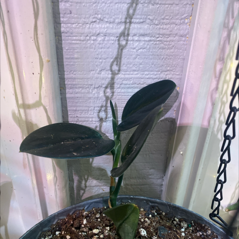 Photo of the plant species Scindapsus treubii 'Dark Form' by @PioneerRutabaga named Scindapsus Treubii ‘Dark Form’ on Greg, the plant care app