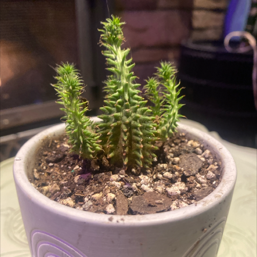 Photo of the plant species Variegated Euphorbia susannae by @PioneerRutabaga named Cactus - Euphorbia Susannae Variegated on Greg, the plant care app