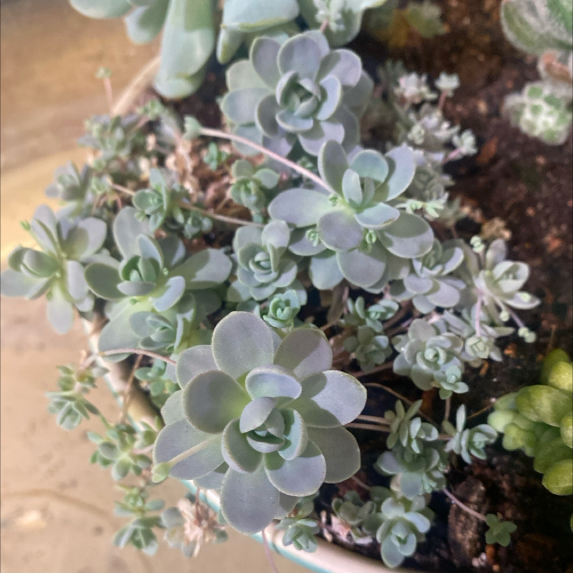 Photo of the plant species Chinese Dunce Cap by @PioneerRutabaga named Chinese Dunce Cap on Greg, the plant care app