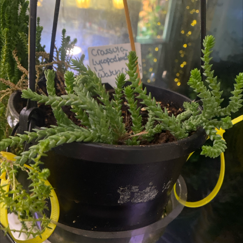Photo of the plant species Giant Watch Chain by @PioneerRutabaga named Crassula ‘Giant Watch Chain’ on Greg, the plant care app
