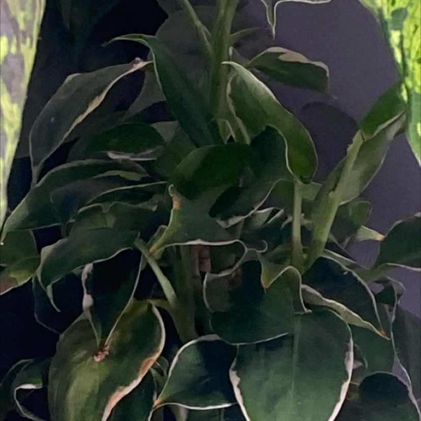 Photo of the plant species Dieffenbachia 'Cool Beauty' by @PioneerRutabaga named Dieffenbachia ‘Cool Beauty’ on Greg, the plant care app