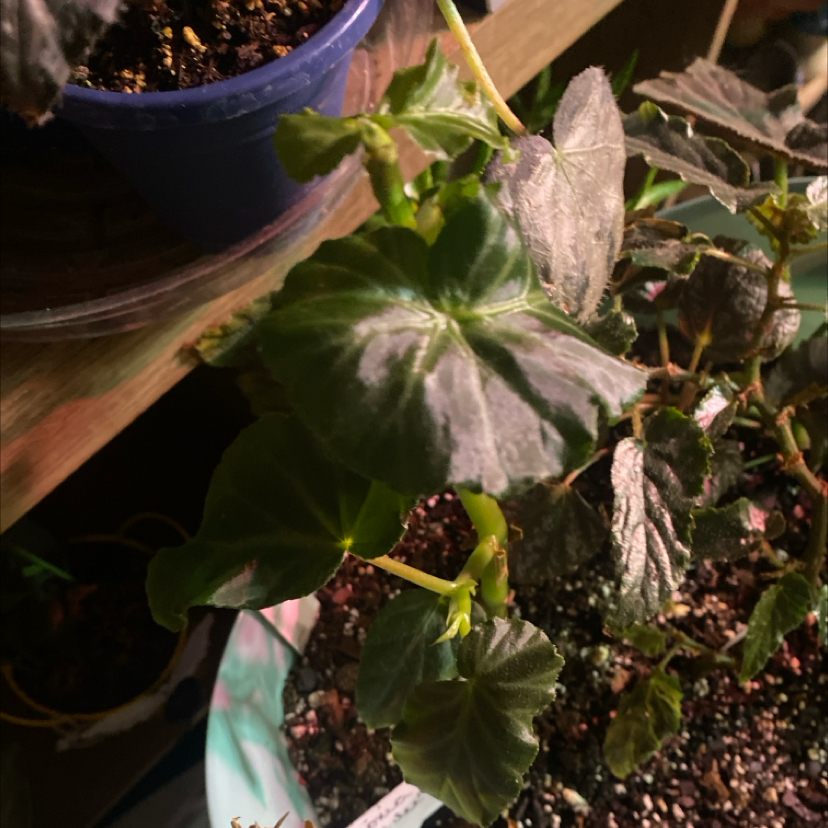 Photo of the plant species Begonia angularis var. angularis by @PioneerRutabaga named Begonia Angularis aff on Greg, the plant care app
