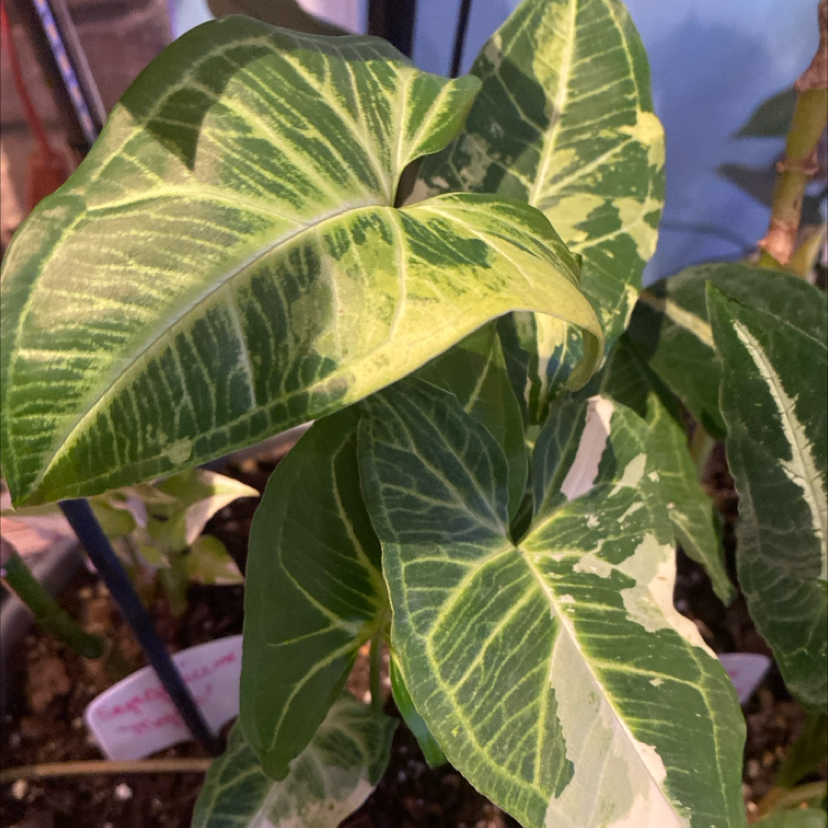 Photo of the plant species Syngonium 'Batik Aurea Variegated' by @PioneerRutabaga named Syngonium Podophyllum ‘Batik’ Variegated on Greg, the plant care app