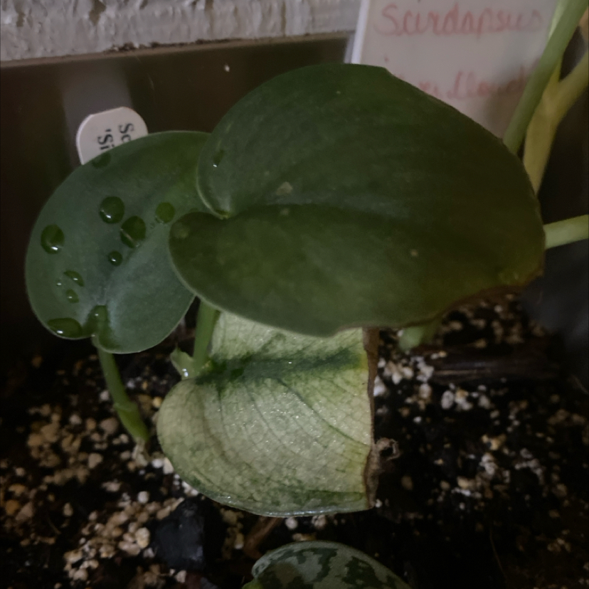 Photo of the plant species Variegated Scindapsus Silver Knight by @PioneerRutabaga named Scindapsus ‘Silver Knight Mint’ on Greg, the plant care app