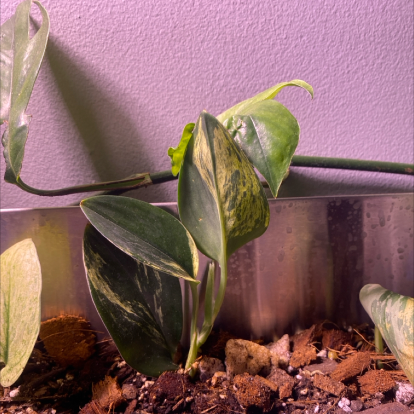 Photo of the plant species Scindapsus treubii 'Dark Form' by @PioneerRutabaga named Scindapsus Treubii ‘Dark Form’ Variegated on Greg, the plant care app