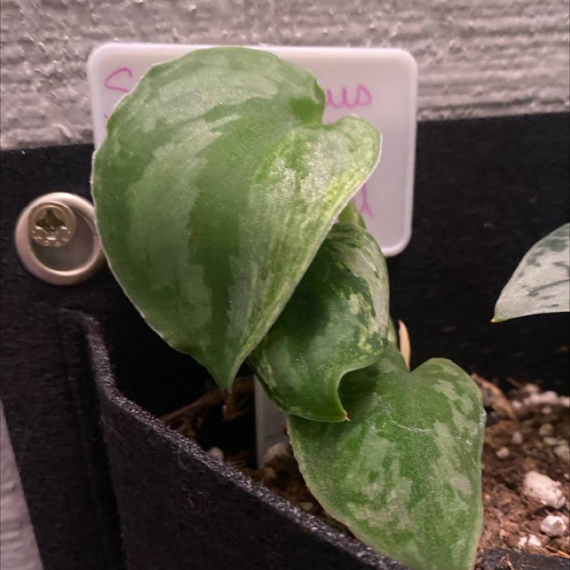 Photo of the plant species Variegated Scindapsus Silver Knight by @PioneerRutabaga named Scindapsus ‘Silver Knight’ Variegated on Greg, the plant care app